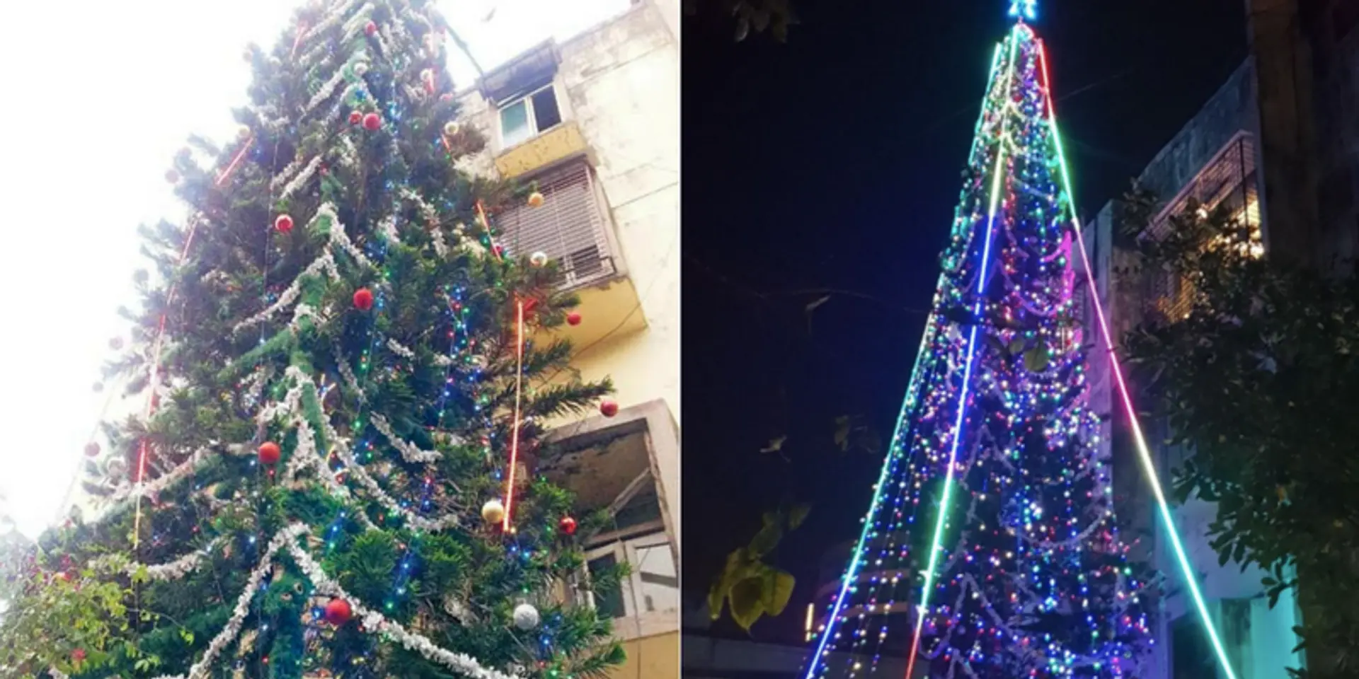 Meet the Mumbai family that grew the tallest record-breaking Christmas tree in their backyard