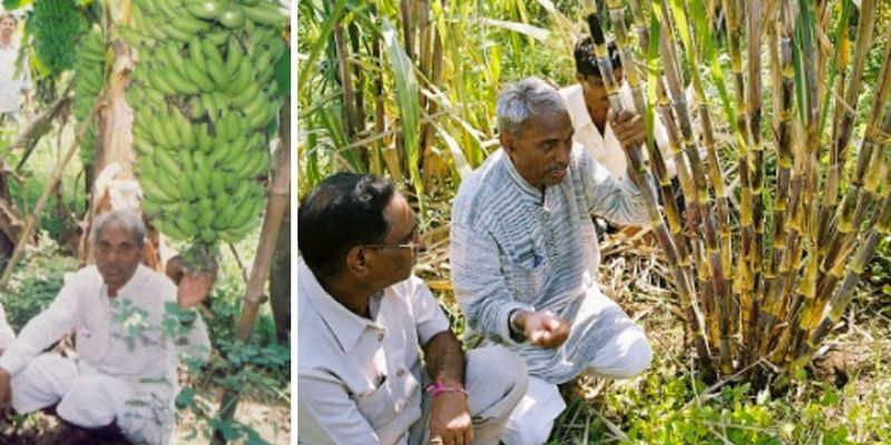 With zero-cost methods, this 68-year-old scientist is fighting farmer suicides in Vidarbha