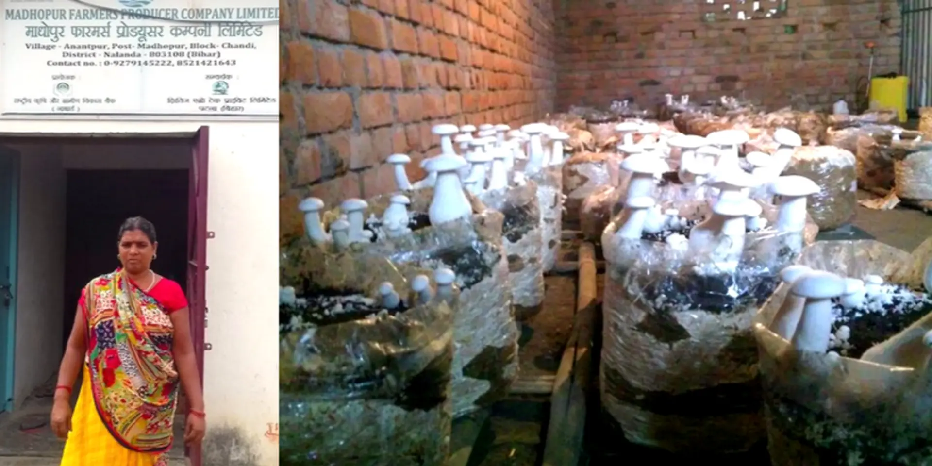 Anantpur’s Anita Devi converts the winter gloom with mushroom bloom