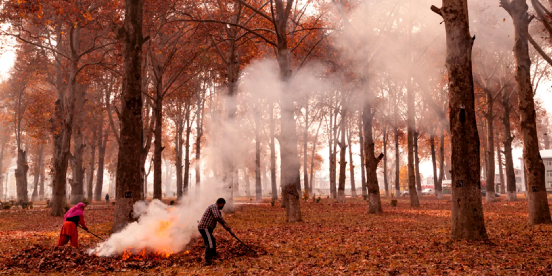 Why the iconic Chinars of Kashmir trees are dying a slow death