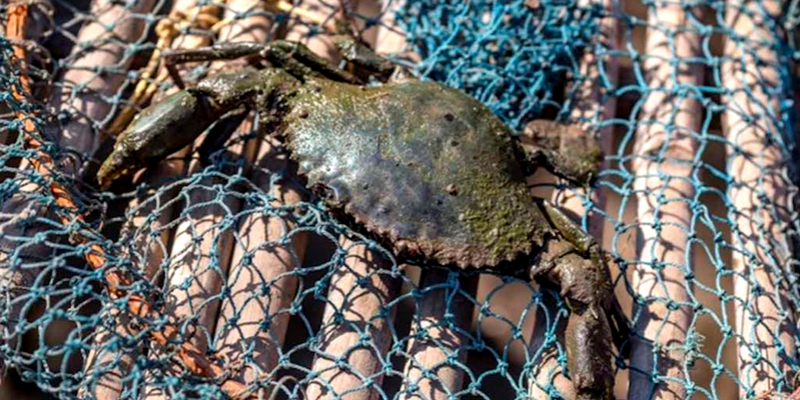 Fishermen turn mangrove protectors, successfully farm crabs in estuaries