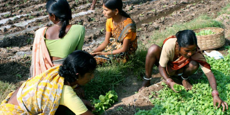 Farmers from this Telangana village make it rich with organic farming