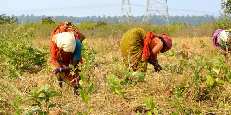 UN, India invest $168M to boost tribal farming incomes