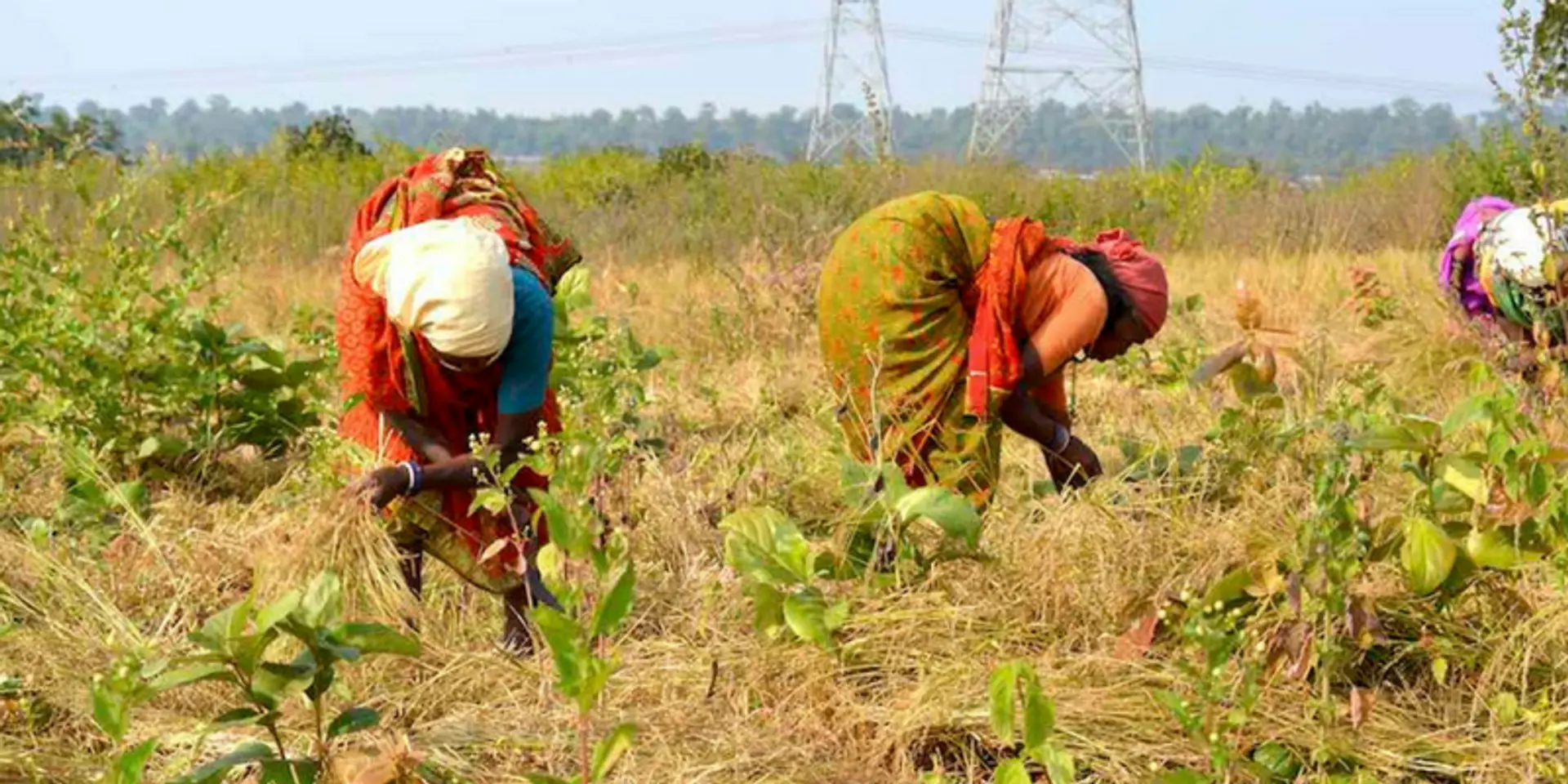 In Madhya Pradesh, farmers unite to reclaim their land; cultivate millets and oilseeds