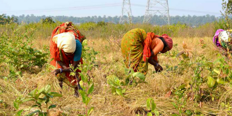 In Madhya Pradesh, farmers unite to reclaim their land; cultivate millets and oilseeds