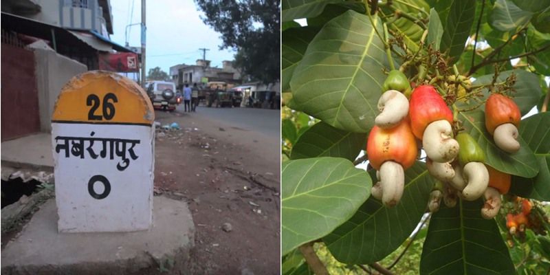 How residents of India's poorest village are reaping benefits by growing cashew