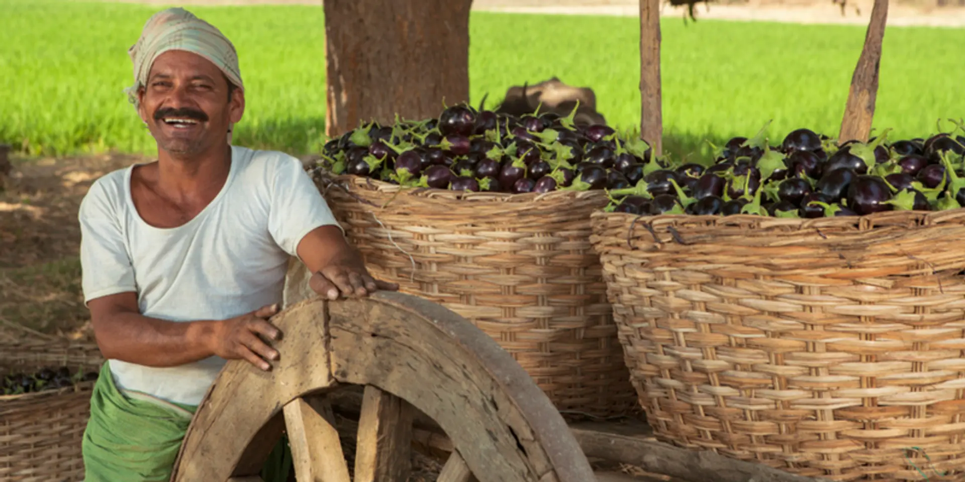 Is ‘Farming as a Service’ model the path ahead for revival of agriculture in India?