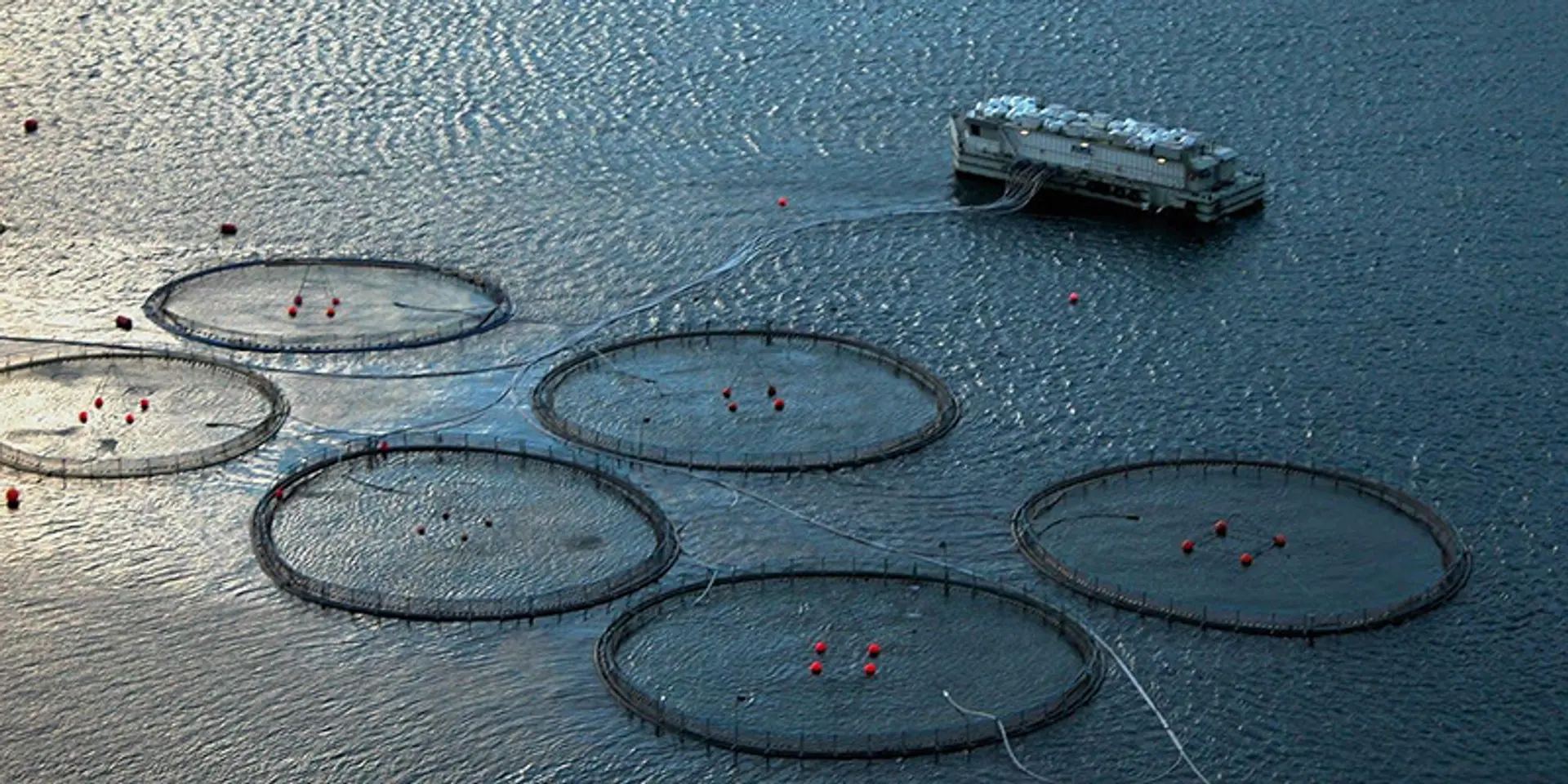 Aquabyte is using computer vision and machine learning to optimise fish farming