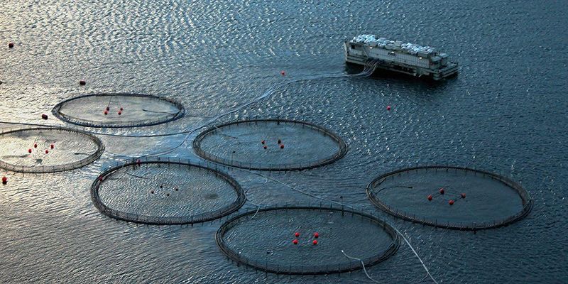 Aquabyte is using computer vision and machine learning to optimise fish farming