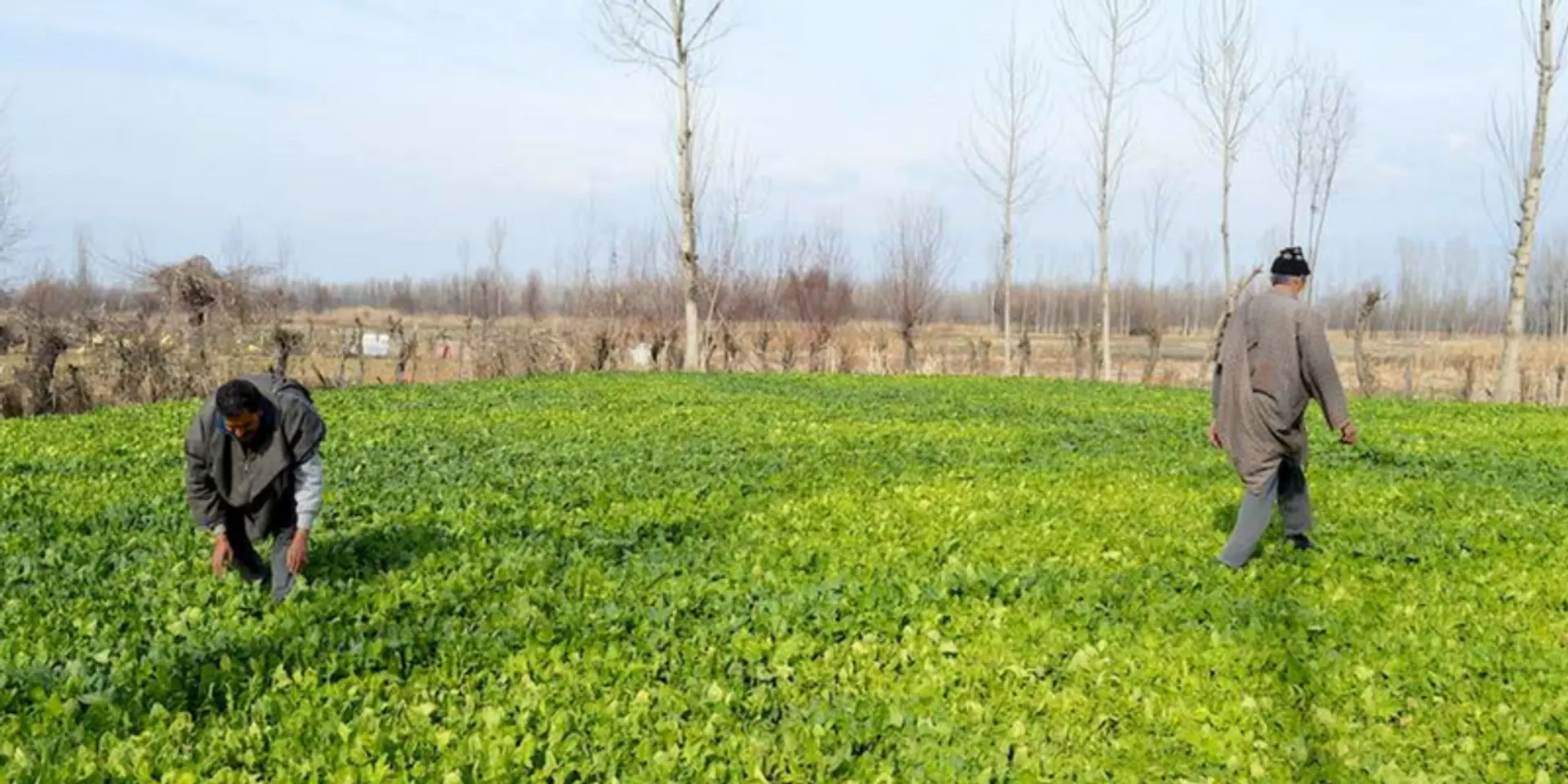 How Kashmir’s vegetable farmers are using tech to reap rich dividends