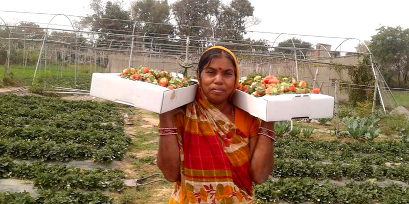 Bihar farmers taste success with sweet strawberries