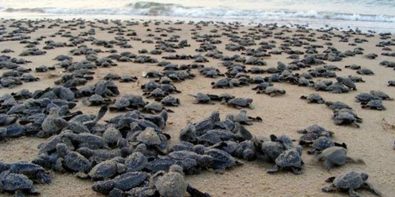 First sighting in 20 yrs, 80 Olive Ridley turtles hatch on Versova beach