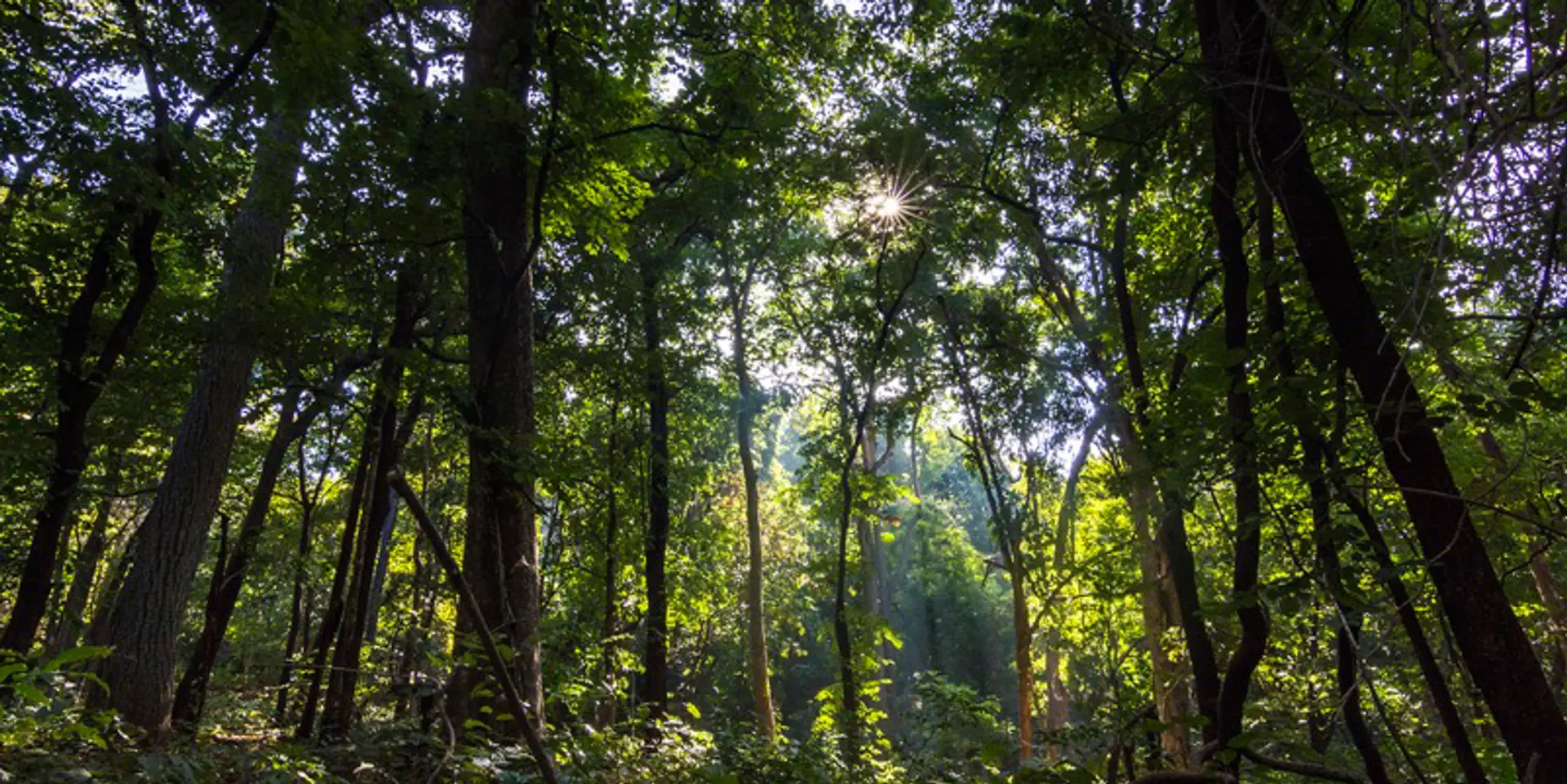 5 awesome environmental initiatives from Chhattisgarh to inspire you this Earth Day