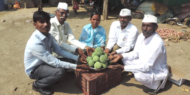 Custard apple helps affluence knock on the doors of farmers’ houses in Maharashtra