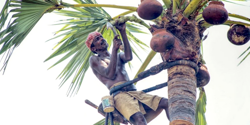 Future looks up for palmyra tree climbers of Tamil Nadu