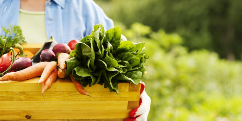 5 things to keep in mind while venturing into organic food business in India