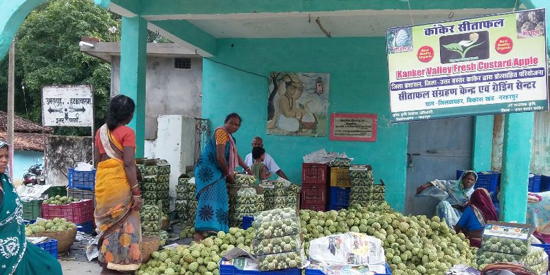 By making custard apple ice cream, women of Chhattisgarh’s Kanker are becoming financially independent