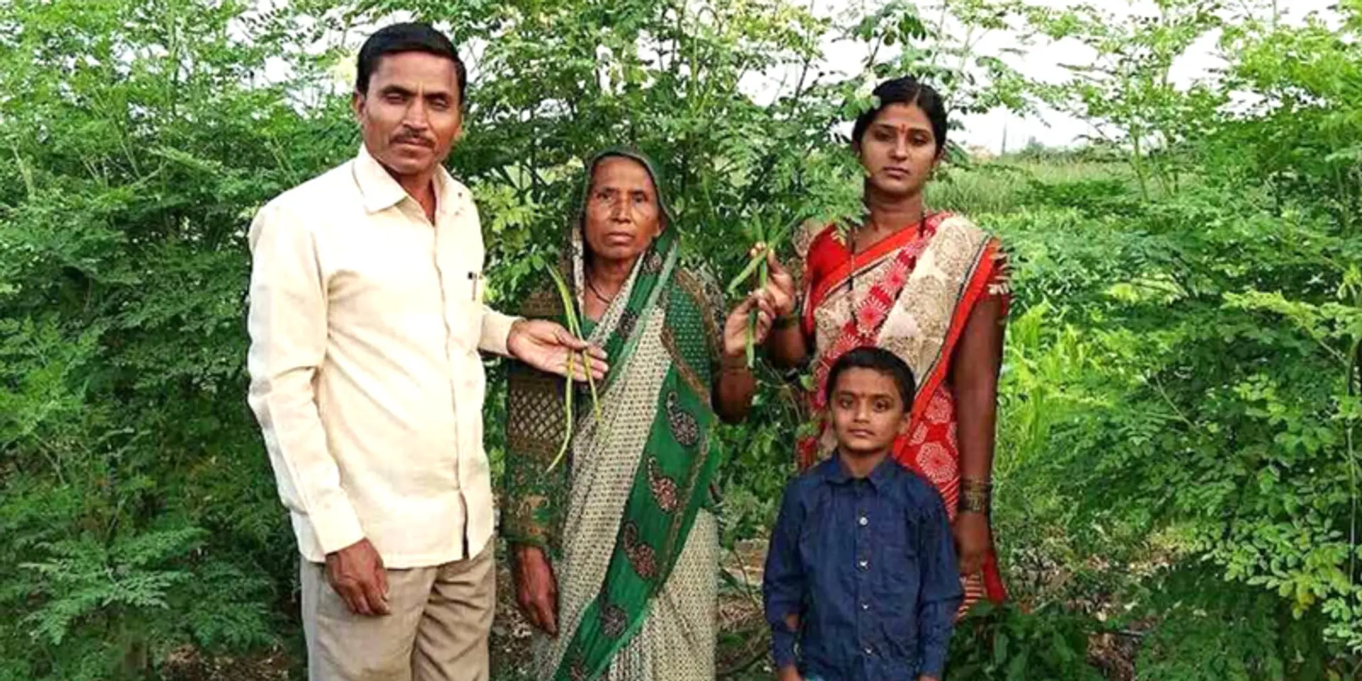 Drumstick cultivation proves profitable for farmers in drought-prone Solapur