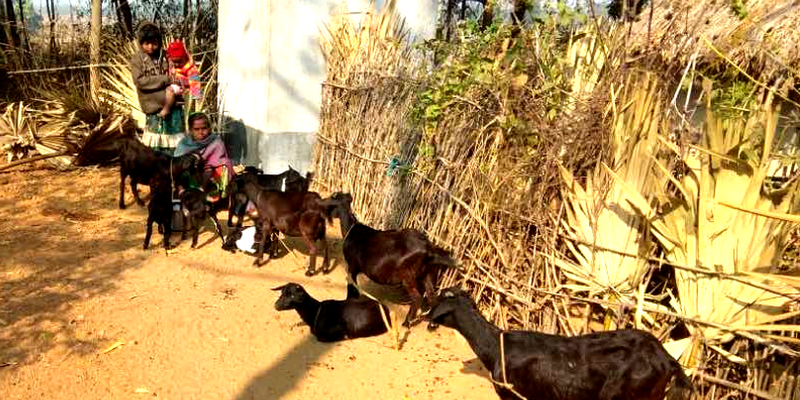 Goats and poultry help tribal women turnaround impoverished lives