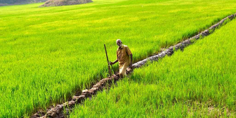Farmers reclaim fallow land to cultivate rice in Kerala