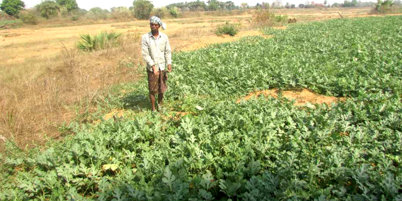 How watermelon cultivation helped stem distress migration in Odisha’s hunger belt