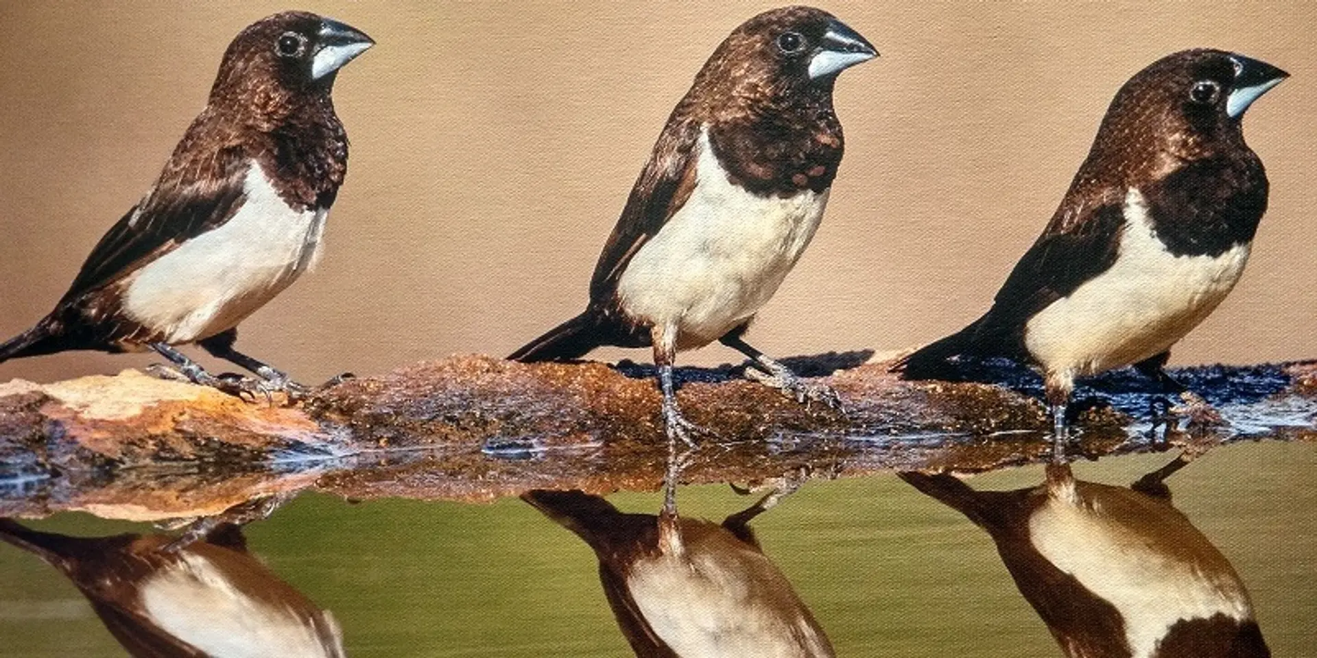 How this award-winning forest officer promotes conservation through wildlife photography