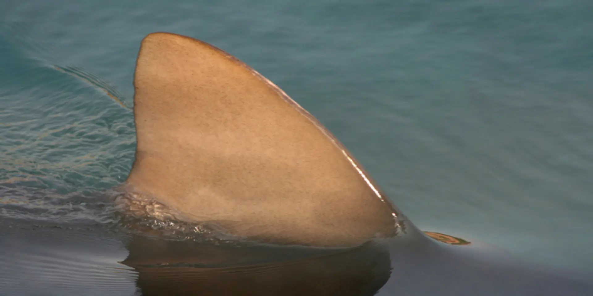 The rise of unicorns with a shark fin: mapping evolving growth patterns of Indian startups