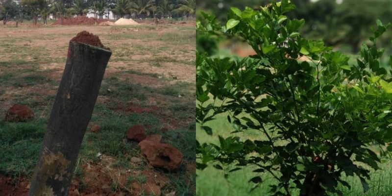 108 trees transplanted with 100 pc success – Bengaluru is proud of this citizen initiative