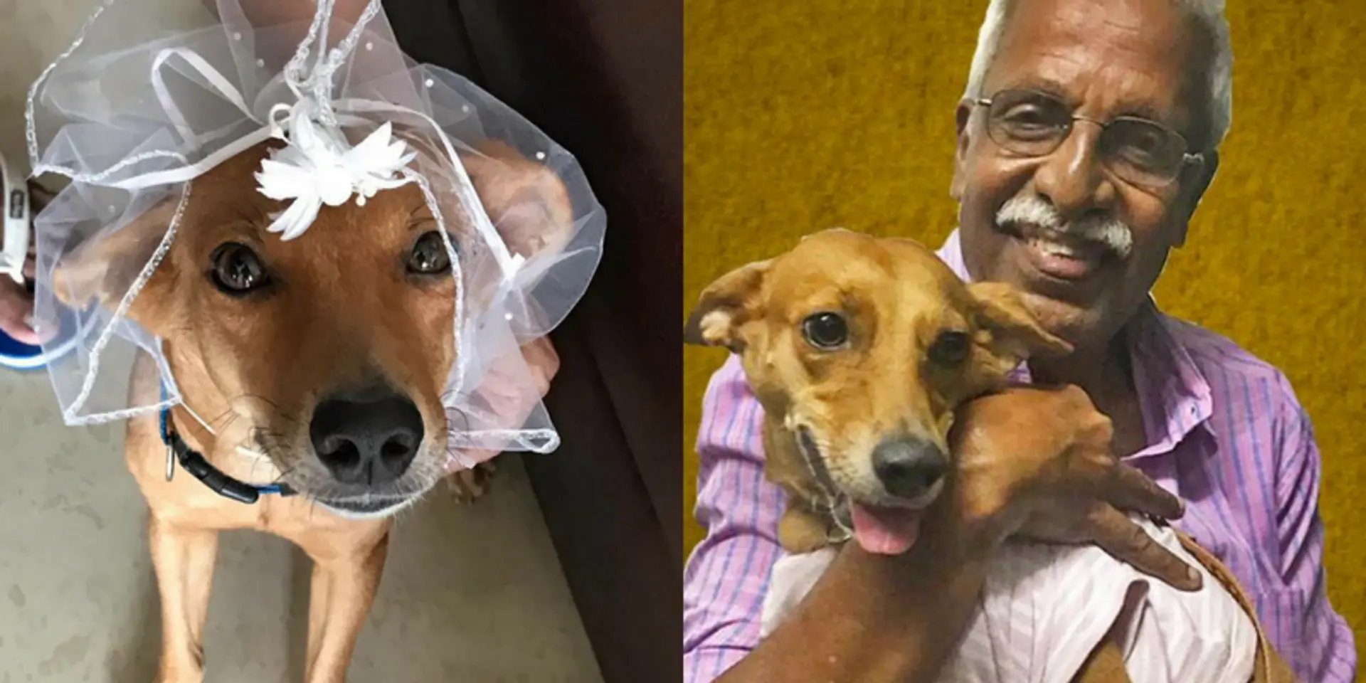 This 68-year-old man travelled 500 km to hug the dog that was thrown off a roof