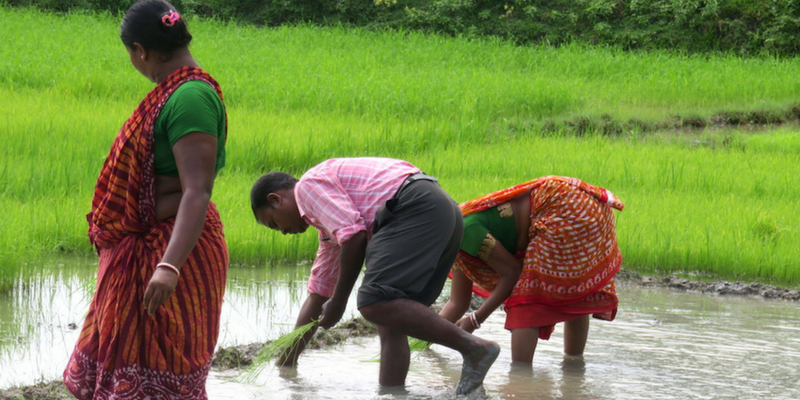 Organic farming gathers steam in the Sundarbans