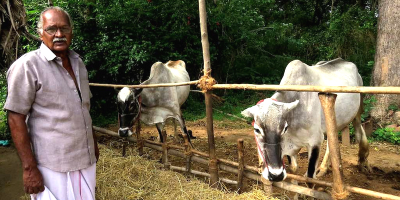 Native cattle breeds gain ground in Tamil Nadu