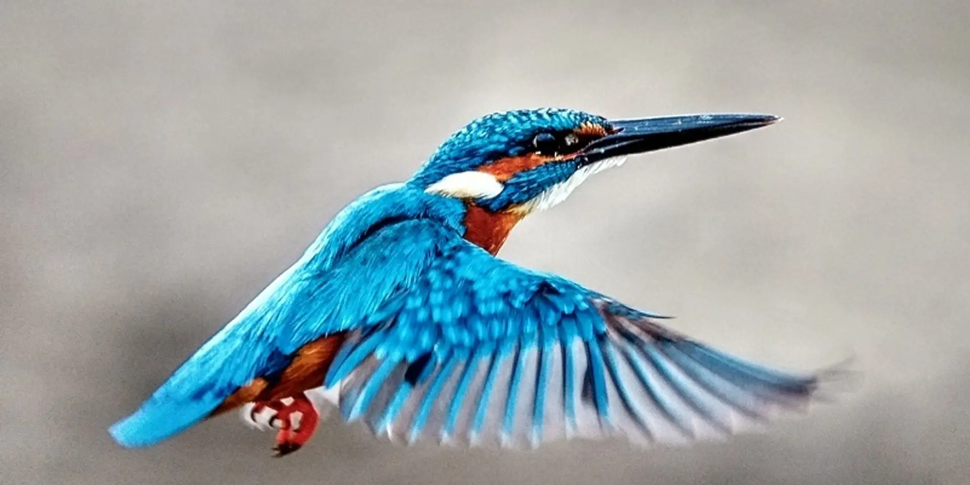 Meet this Solapur surgeon who is also a bird photographer and wildlife conservationist