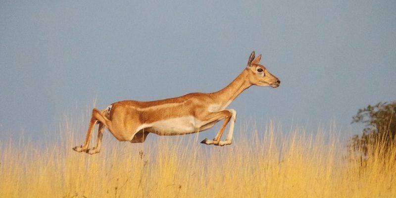 ‘Passion and prioritisation are keys of productivity’ – Vyankatesh Metan, surgeon and wildlife photographer