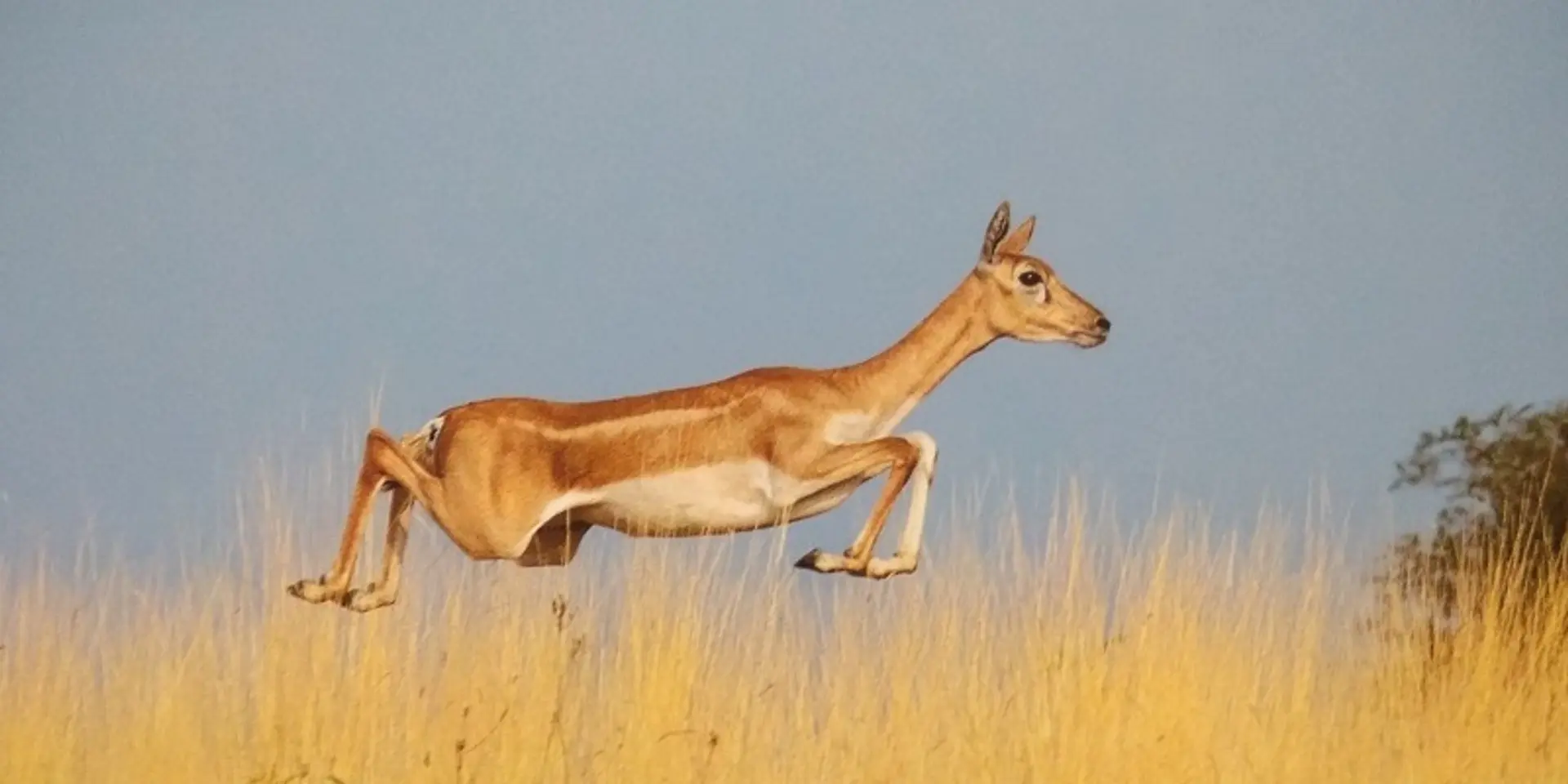 ‘Passion and prioritisation are keys of productivity’ – Vyankatesh Metan, surgeon and wildlife photographer