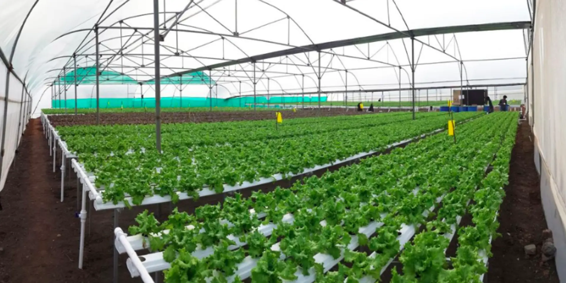Stanford Seed startup Future Farms is out to solve India’s food crisis with clean, soil-less farming