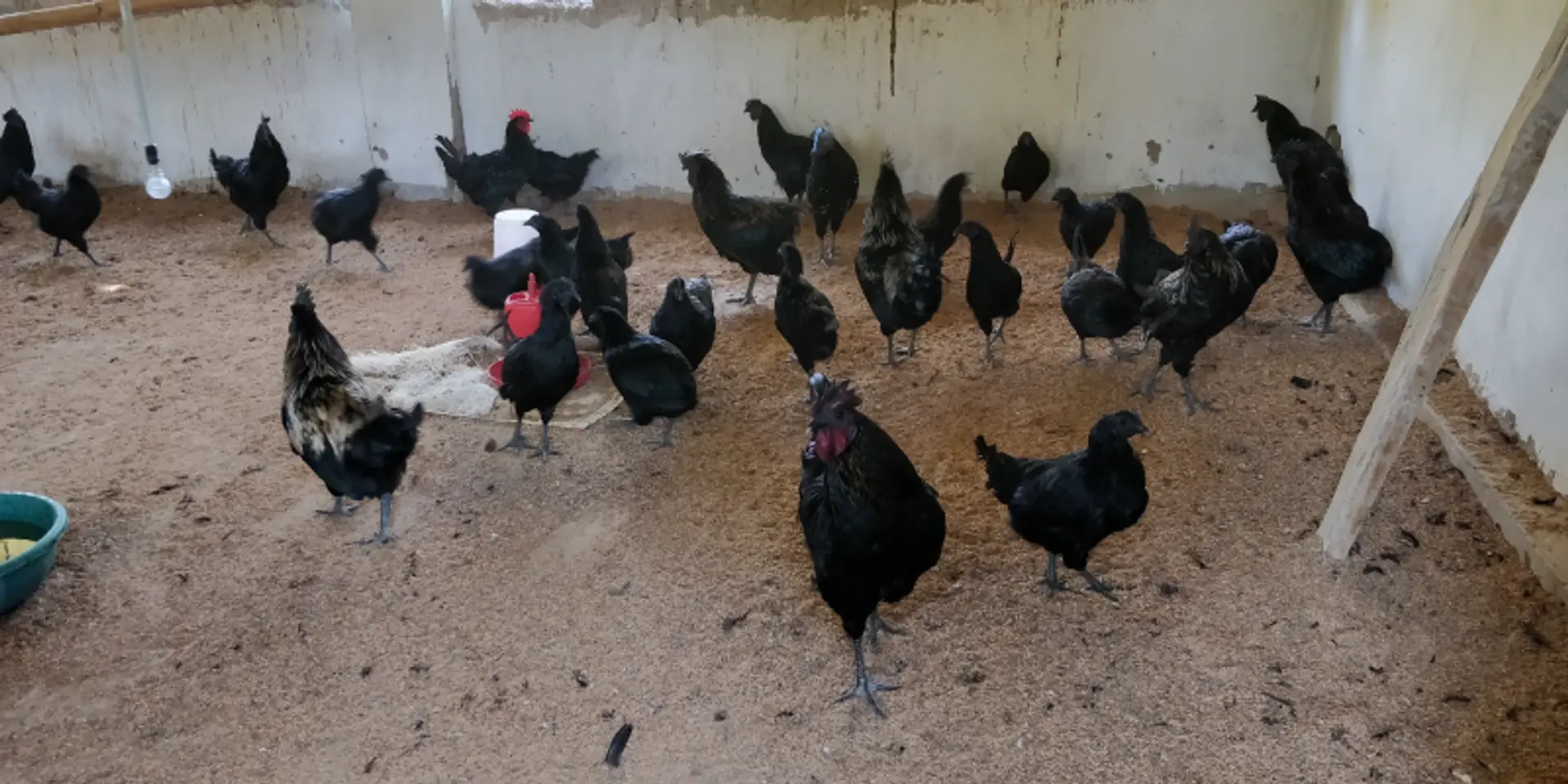 Chhattisgarh’s ‘black gold’ Kadaknath is helping women in Dantewada