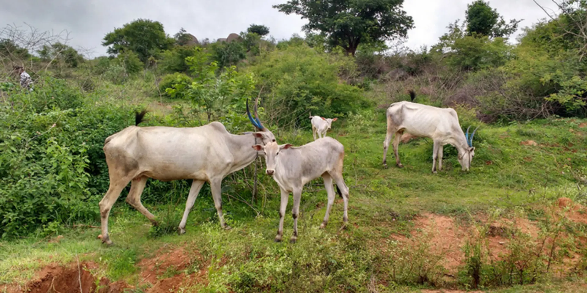 Karnataka farmers reap benefits of native cows' milk