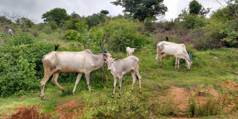 Karnataka farmers reap benefits of native cows' milk