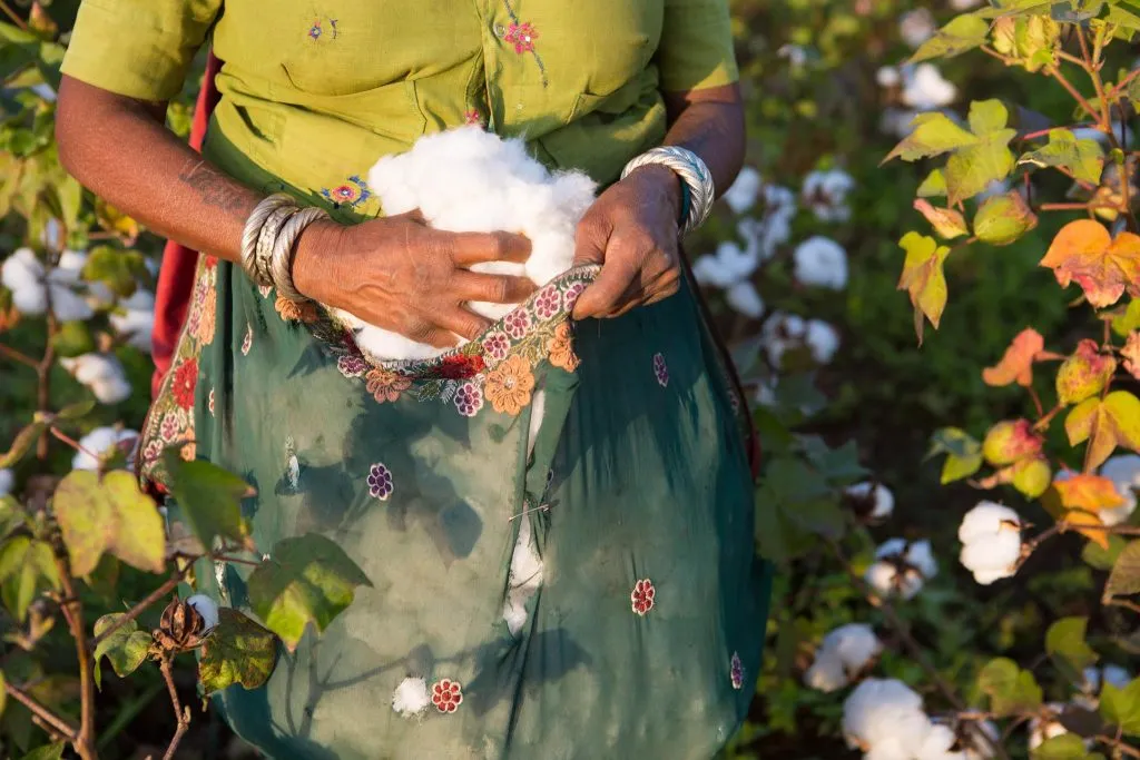 This foundation sowed the seeds of organic cotton farming for farmers