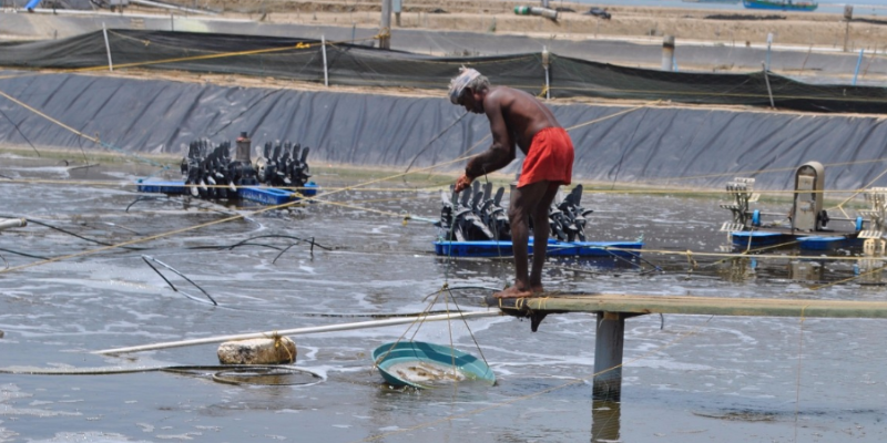 How Aqua Connect helps shrimp farmers from coastal Tamil Nadu cast their net wide in the export markets