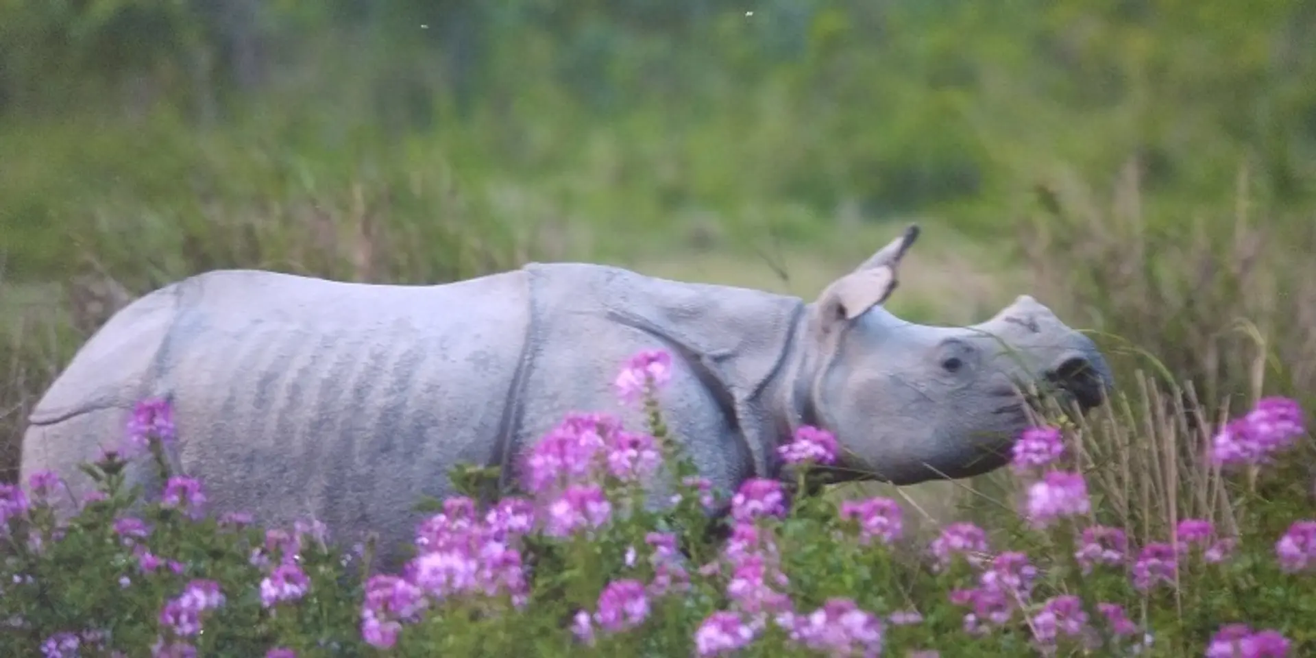 Nature inFocus 2018: meet the award-winning photographers promoting wildlife conservation