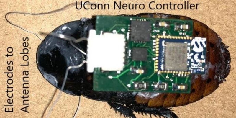Indian origin scientist develops cyborg cockroach that can find people under debris