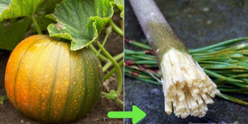 This 13-year-old makes eco-friendly toothbrushes using pumpkin plants