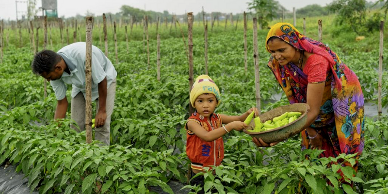 In Central India, tribals are tapping technology and innovating to become lakhpati farmers