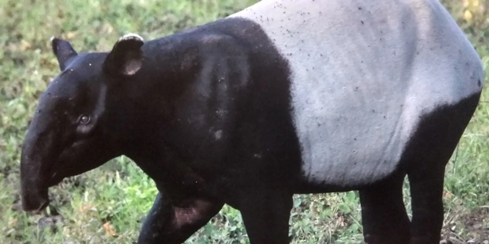 No more road kills: how this photo exhibition helped activists rally for wildlife conservation