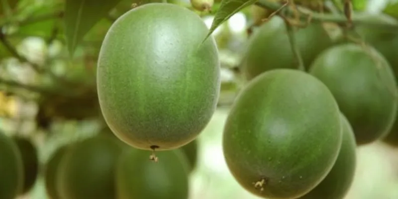 in-a-first-scientists-in-himachal-grow-monk-fruit-which-is-300-times-sweeter-than-sugar-but
