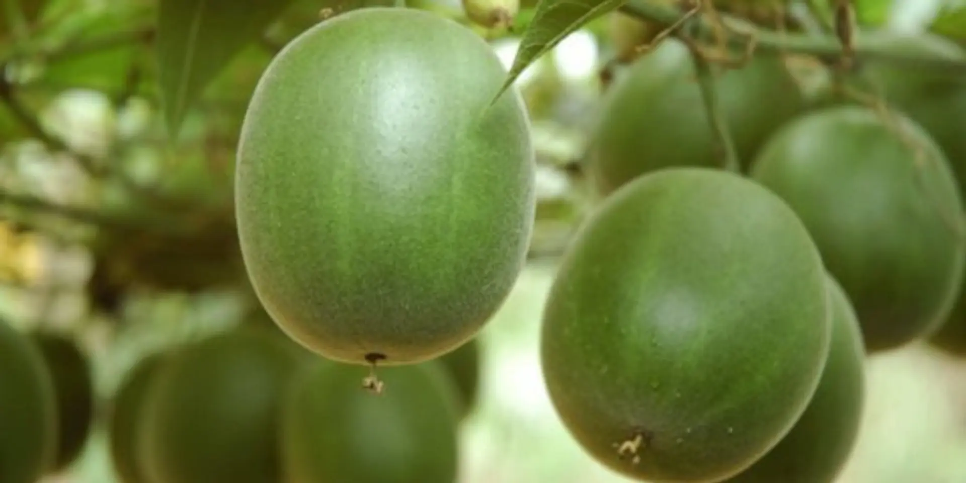 In a first, scientists in Himachal grow monk fruit, which is 300 times sweeter than sugar but keto-friendly