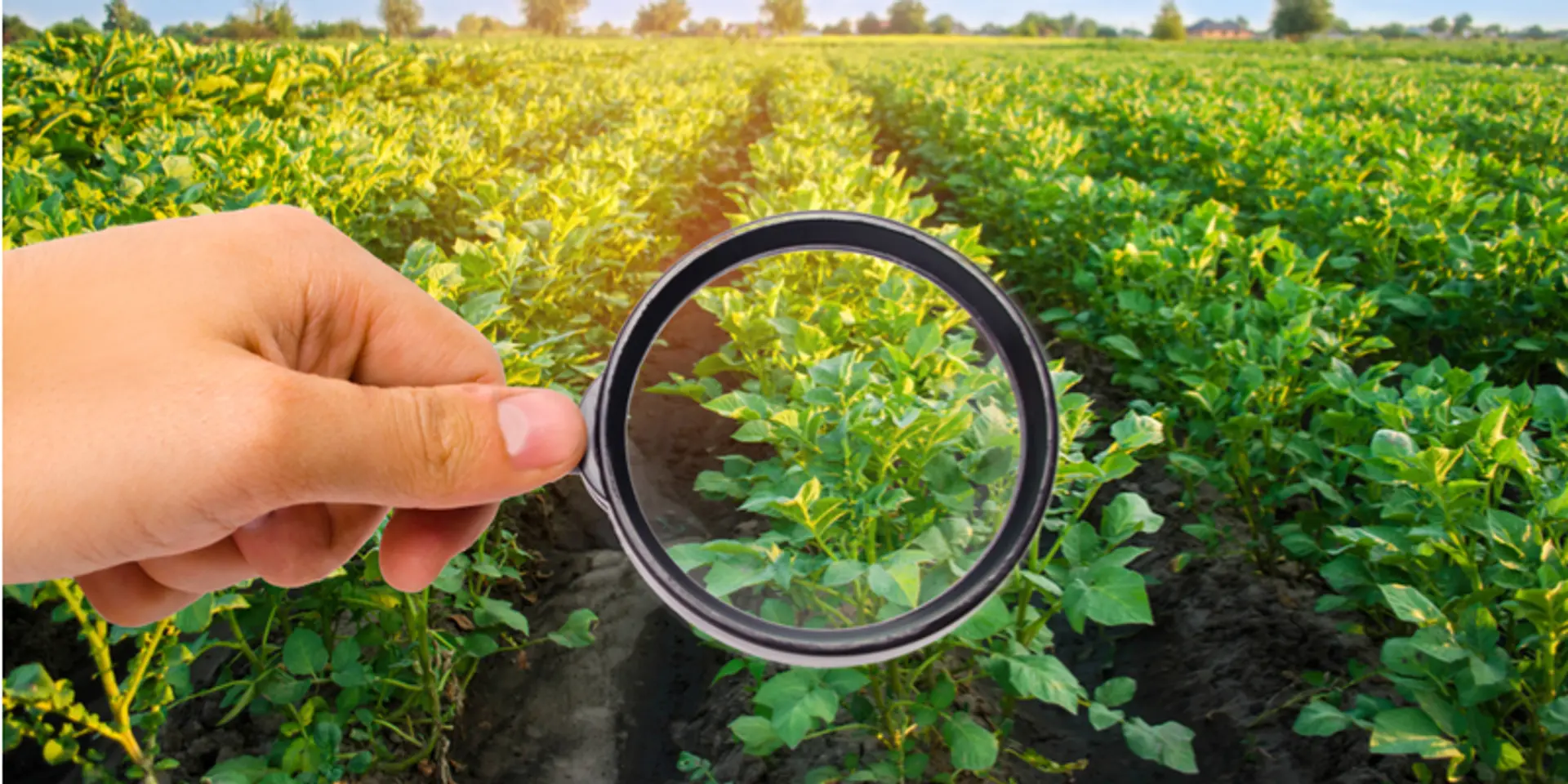 Why startups focusing on healthy food sector may be the next big disruptor?