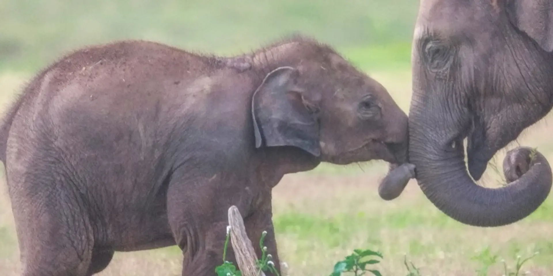 Nature should win: how NatWin organises wildlife tours, photo exhibitions, and monitoring of poachers’ snares