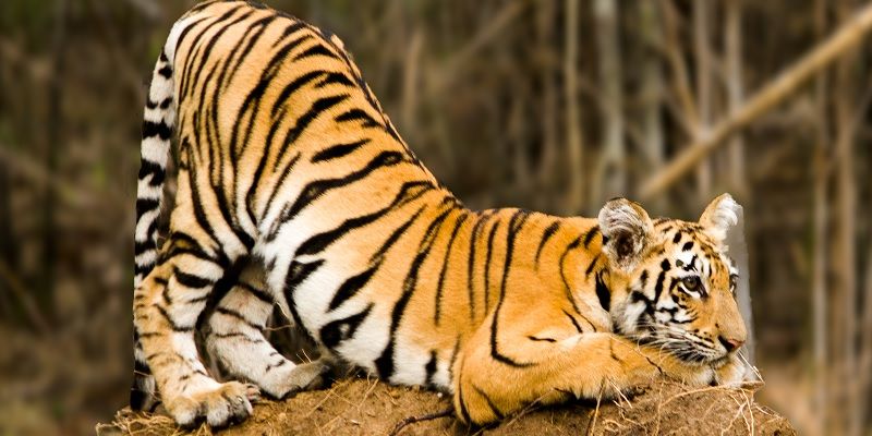 Spots n Stripes: how this travel company combines wildlife tours and photo exhibitions